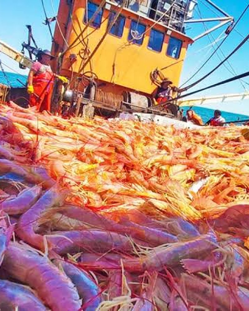 Wild caught sourcing