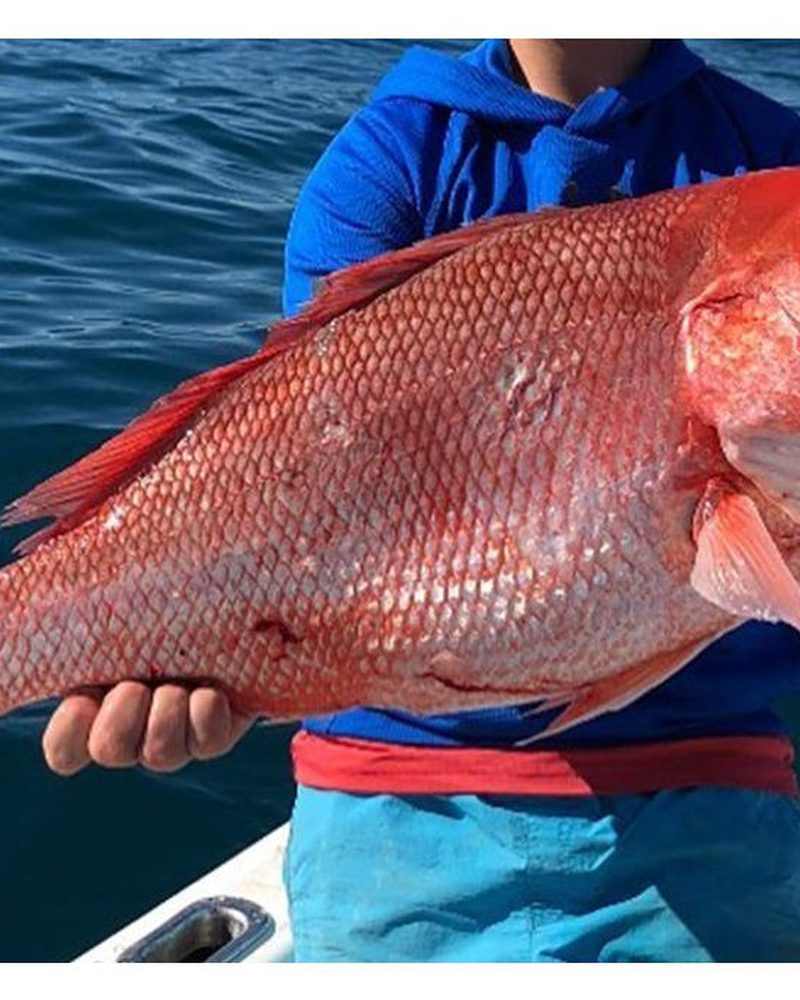Red and Yellowtail Snapper